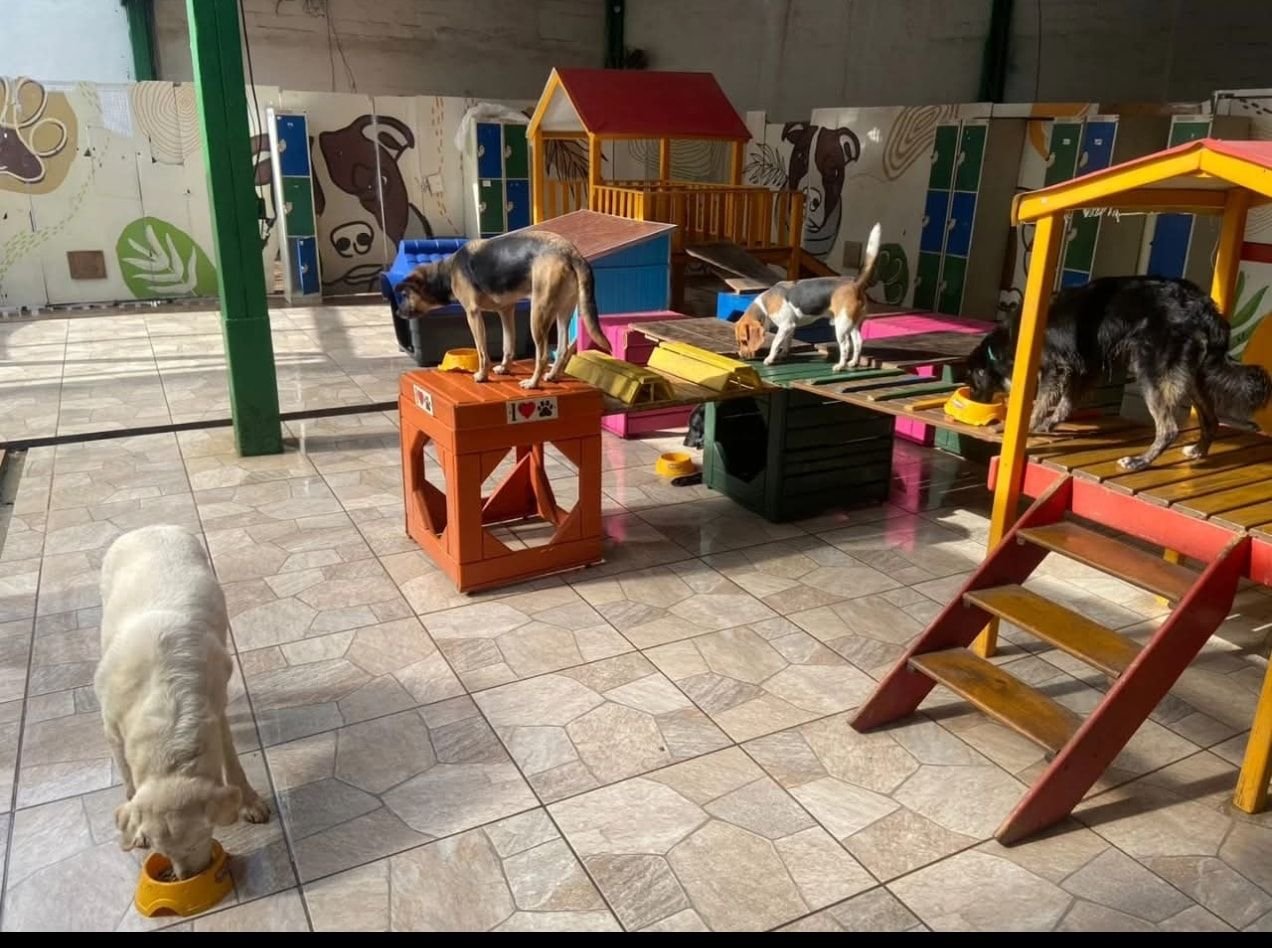 Brinquedão da Le Canis