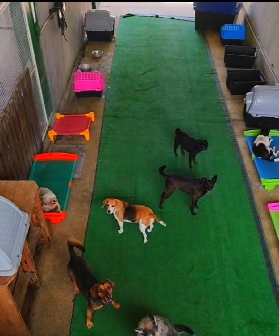 Descanso da Le Canis