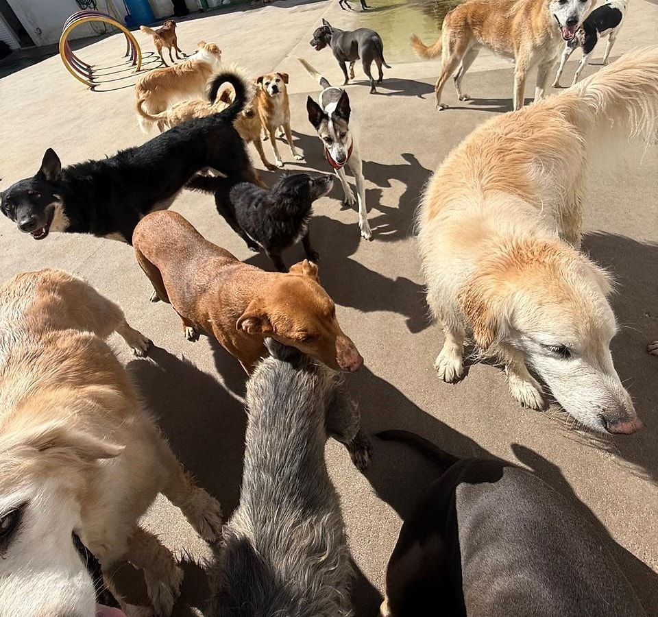 Cães de vários portes no pátio ensolarado