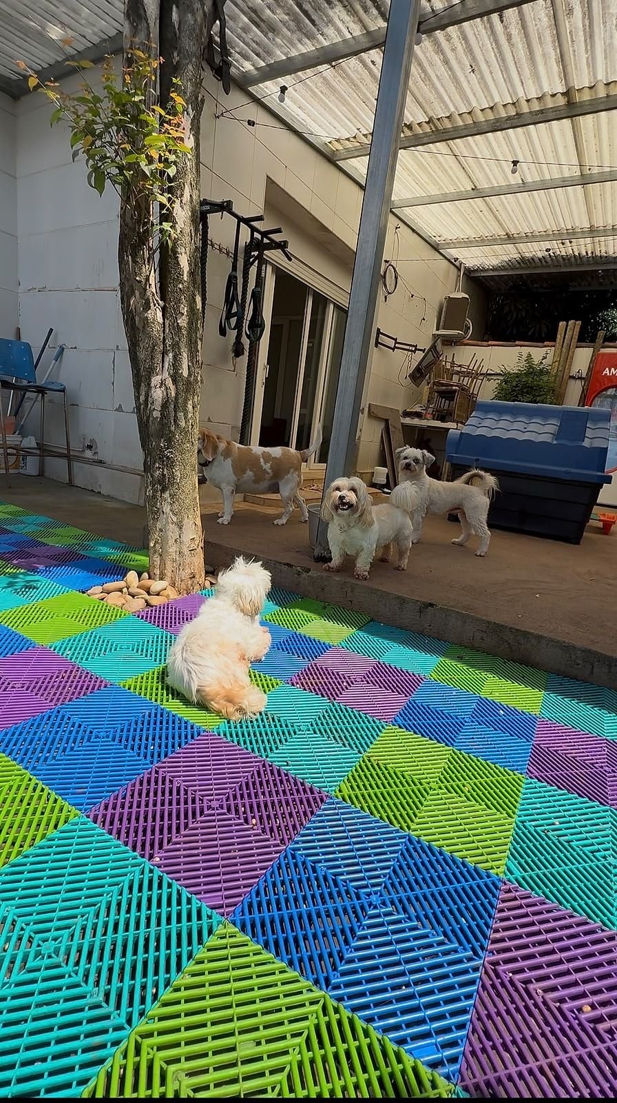 Área dos pequenos da Le Canis