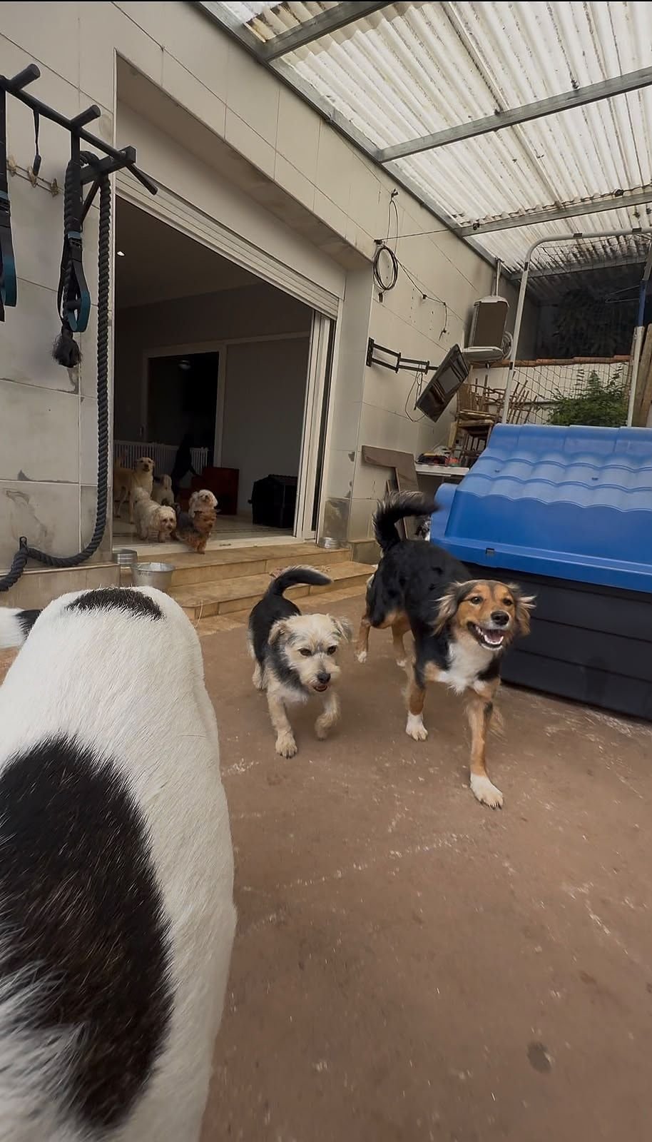 Quintal da Le Canis