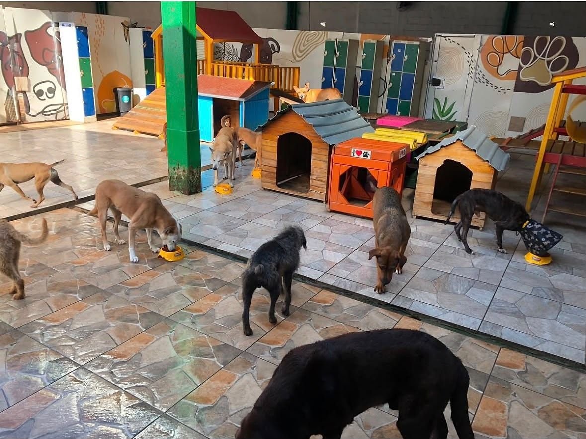 Cães comendo, cada um no seu pote, perto das casinhas de madeira