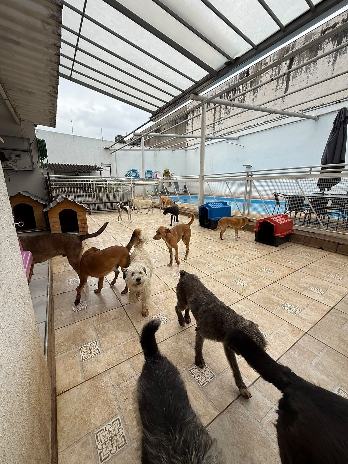 Área coberta com casinhas e cães, e a piscina ao fundo
